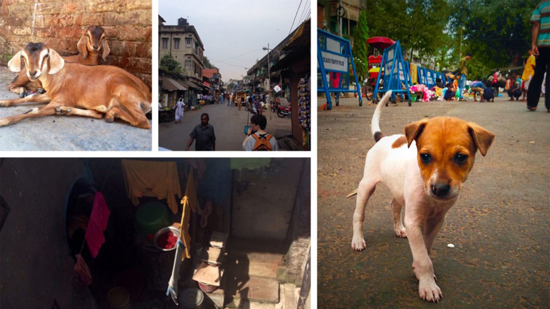 Animals in the streets of India
